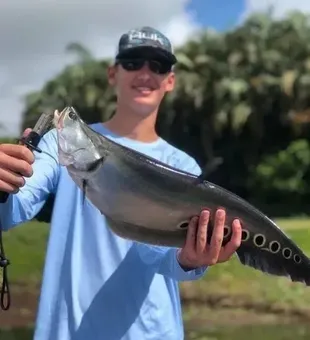Knifefish caught from The Everglades